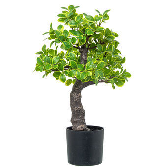 Dekorativ Plante Alexandra House Living Plast Evonymus 45 cm