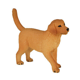 Mojo farmland golden retriever-valp - 387205